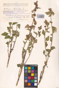 Althaea officinalis L., Eastern Europe, Rostov Oblast (E12a) (Russia)