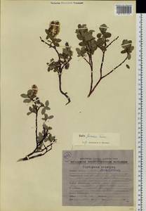 Salix saxatilis Turcz., Siberia, Chukotka & Kamchatka (S7) (Russia)
