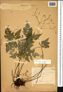 Osmorhiza aristata (Thunb.) Rydb., Caucasus, Krasnodar Krai & Adygea (K1a) (Russia)