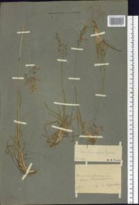 Poa lanata Scribn. & Merr., Siberia, Chukotka & Kamchatka (S7) (Russia)