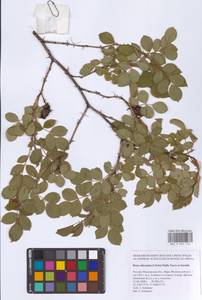 Rosa subcanina (Christ) Dalla Torre & Sarnth., Eastern Europe, Moscow region (E4a) (Russia)