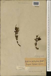 Pachypodium bispinosum (L. fil.) A. DC., Africa (AFR) (South Africa)