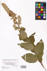MHA 0 159 041, Verbascum ovalifolium Donn. Sm. ex Sims, Eastern Europe, South Ukrainian region (E12) (Ukraine)