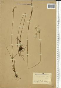 Eriophorum gracile W.D.J.Koch, Eastern Europe (no precise locality) (E0) (Not classified)