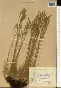 Festuca valesiaca Schleich. ex Gaudin, Eastern Europe, North Ukrainian region (E11) (Ukraine)