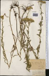 Achillea setacea Waldst. & Kit., Middle Asia, Dzungarian Alatau & Tarbagatai (M5) (Kazakhstan)
