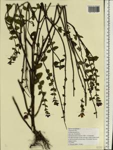 Salvia viridis L., Eastern Europe, North-Western region (E2) (Russia)