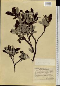 Salix krylovii E. L. Wolf, Siberia, Baikal & Transbaikal region (S4) (Russia)