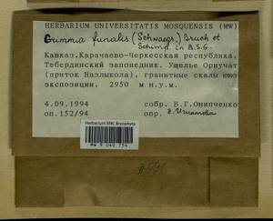 Grimmia funalis (Schwägr.) Bruch & Schimp., Bryophytes, Bryophytes - North Caucasus & Ciscaucasia (B12) (Russia)