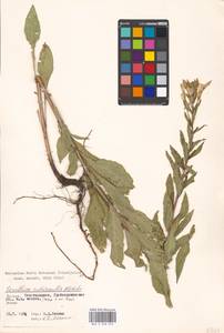 Oenothera ×rubricaulis Kleb., Eastern Europe, Moscow region (E4a) (Russia)