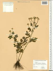 Tanacetum parthenium (L.) Sch. Bip., Eastern Europe, Central region (E4) (Russia)
