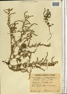 Soda acutifolia (Bunge) Mosyakin, Freitag & Rilke, Eastern Europe, Lower Volga region (E9) (Russia)