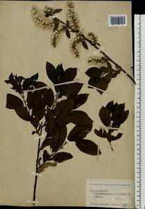 Salix myrsinifolia Salisb., Eastern Europe, Central forest region (E5) (Russia)