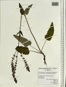 Salvia nemorosa subsp. pseudosylvestris (Stapf) Bornm., Eastern Europe, Rostov Oblast (E12a) (Russia)