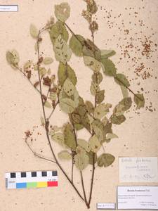 Betula fruticosa Pall., Siberia, Altai & Sayany Mountains (S2) (Russia)