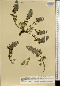 Lagopsis eriostachya (Benth.) Ikonn.-Gal., Mongolia (MONG) (Mongolia)