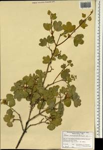 Acer monspessulanum L., South Asia, South Asia (Asia outside ex-Soviet states and Mongolia) (ASIA) (Iran)