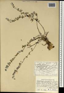 Chesneya mongolica Maxim., Mongolia (MONG) (Mongolia)