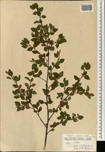 Betula fruticosa Pall., Mongolia (MONG) (Mongolia)