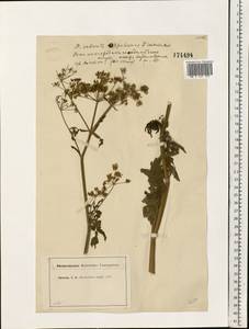 Pastinaca sativa L., Eastern Europe, Moscow region (E4a) (Russia)