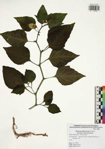 Alkekengi officinarum Moench, Eastern Europe, Central region (E4) (Russia)