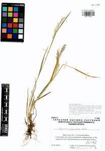 Agrostis gigantea Roth, Siberia, Baikal & Transbaikal region (S4) (Russia)