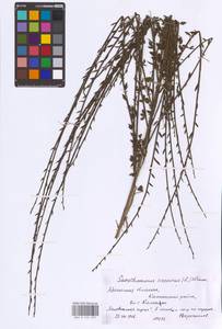 Cytisus scoparius (L.) Link, Eastern Europe, Belarus (E3a) (Belarus)
