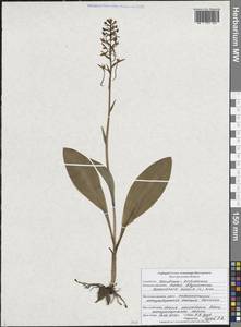 Platanthera bifolia (L.) Rich., Eastern Europe, Central forest-and-steppe region (E6) (Russia)