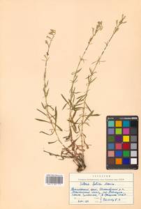 Silene foliosa Maxim., Siberia, Russian Far East (S6) (Russia)