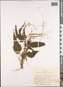 Cuscuta europaea L., Siberia, Western Siberia (S1) (Russia)