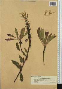 Oenothera parviflora L., Western Europe (EUR) (Poland)