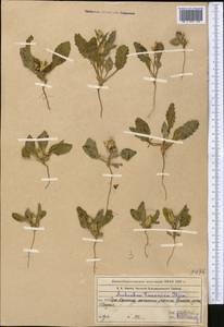 Amberboa turanica Iljin, Middle Asia, Western Tian Shan & Karatau (M3) (Kazakhstan)