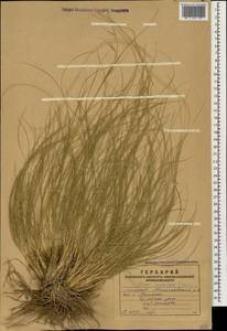 Stipa zalesskii Wilensky, Caucasus, Armenia (K5) (Armenia)