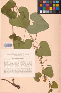 Aristolochia clematitis L., Eastern Europe, Central region (E4) (Russia)