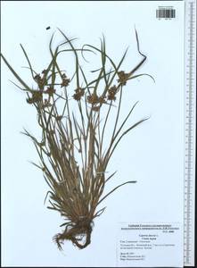 Cyperus fuscus L., Eastern Europe, Central region (E4) (Russia)