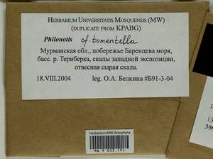 Philonotis tomentella Molendo, Bryophytes, Bryophytes - Karelia, Leningrad & Murmansk Oblasts (B4) (Russia)