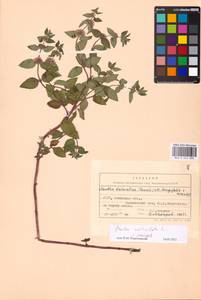 MHA 0 014 888, Mentha × verticillata L., Eastern Europe, South Ukrainian region (E12) (Ukraine)