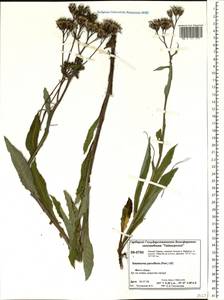 Saussurea parviflora (Poir.) DC., Siberia, Central Siberia (S3) (Russia)