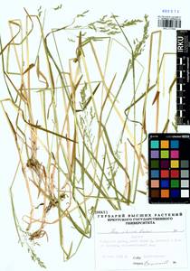 Poa sibirica Roshev., Siberia, Baikal & Transbaikal region (S4) (Russia)