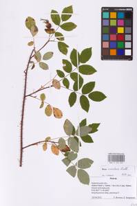 Rosa acicularis Lindl., Eastern Europe, Northern region (E1) (Russia)