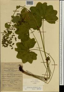 Alchemilla leiophylla Juz., Eastern Europe, Middle Volga region (E8) (Russia)