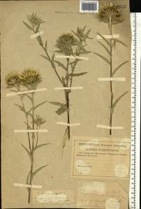 Carlina vulgaris L., Eastern Europe, Lower Volga region (E9) (Russia)