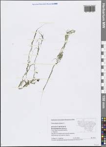 Utricularia minor L., Eastern Europe, Central region (E4) (Russia)