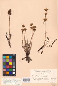 MHA 0 162 128, Pedicularis amoena Adams ex Steven, Eastern Europe, Eastern region (E10) (Russia)