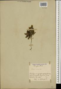 Carduus arabicus Jacq. ex Murray, Caucasus, Azerbaijan (K6) (Azerbaijan)