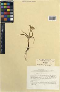 Iris subdecolorata Vved., Middle Asia, Syr-Darian deserts & Kyzylkum (M7) (Uzbekistan)