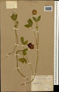 Trifolium ambiguum M.Bieb., Caucasus, Stavropol Krai, Karachay-Cherkessia & Kabardino-Balkaria (K1b) (Russia)