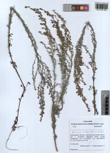 Artemisia nitrosa Weber ex Stechm., Siberia, Altai & Sayany Mountains (S2) (Russia)