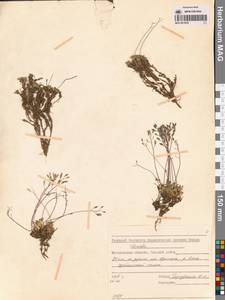 Draba magadanensis Berkut. & A. P. Khokhr., Siberia, Chukotka & Kamchatka (S7) (Russia)