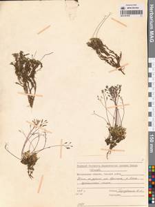 Draba magadanensis Berkut. & A.P. Khokhr., Siberia, Chukotka & Kamchatka (S7) (Russia)